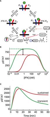 Determinants of Ligand Specificity and Functional Plasticity in Type I Interferon Signaling